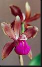 Cattleya bicolor * Rodrigo Remolina
 * 579 x 913 * (116KB)
